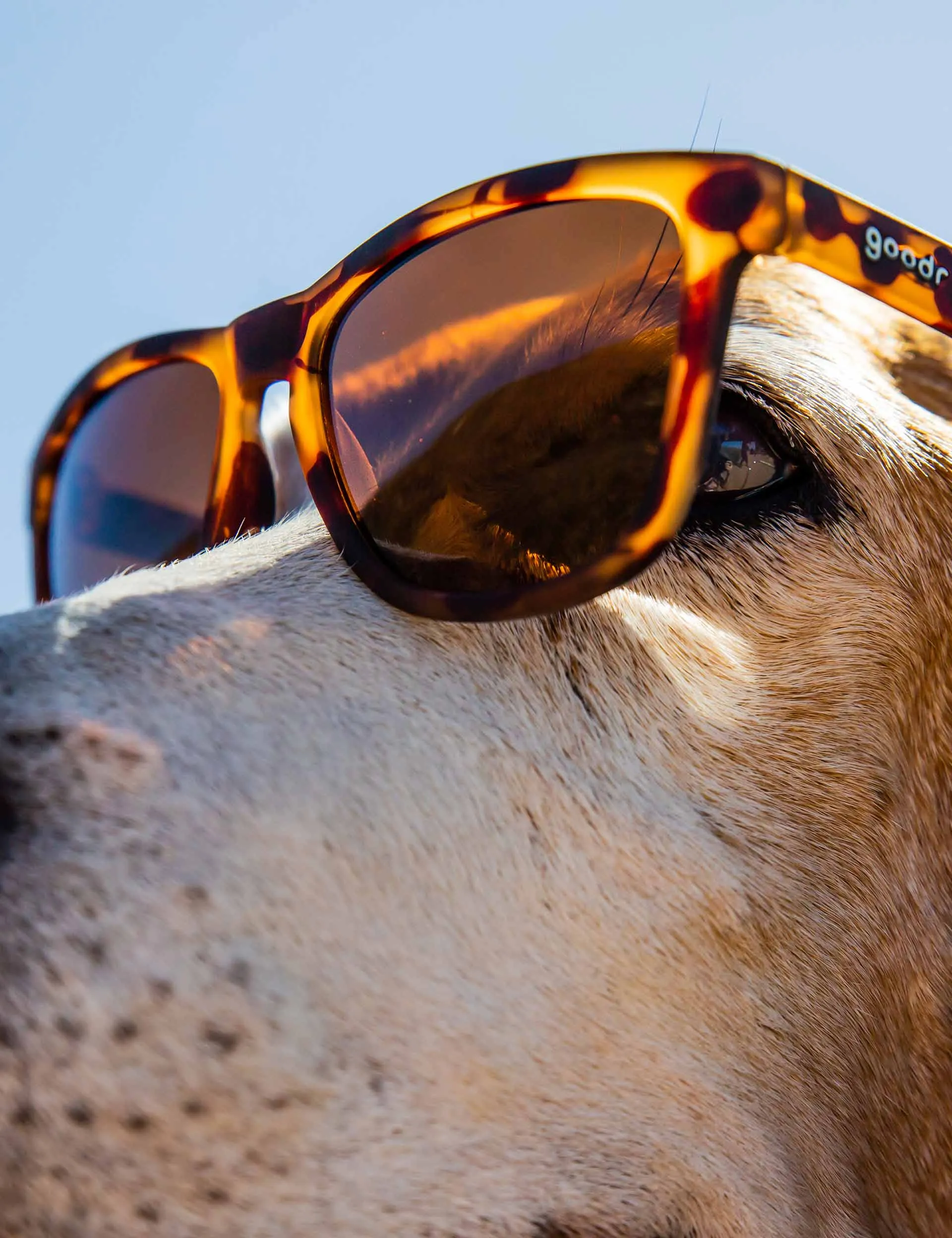 Bosleyâ€™s Basset Hound Dreams - Black