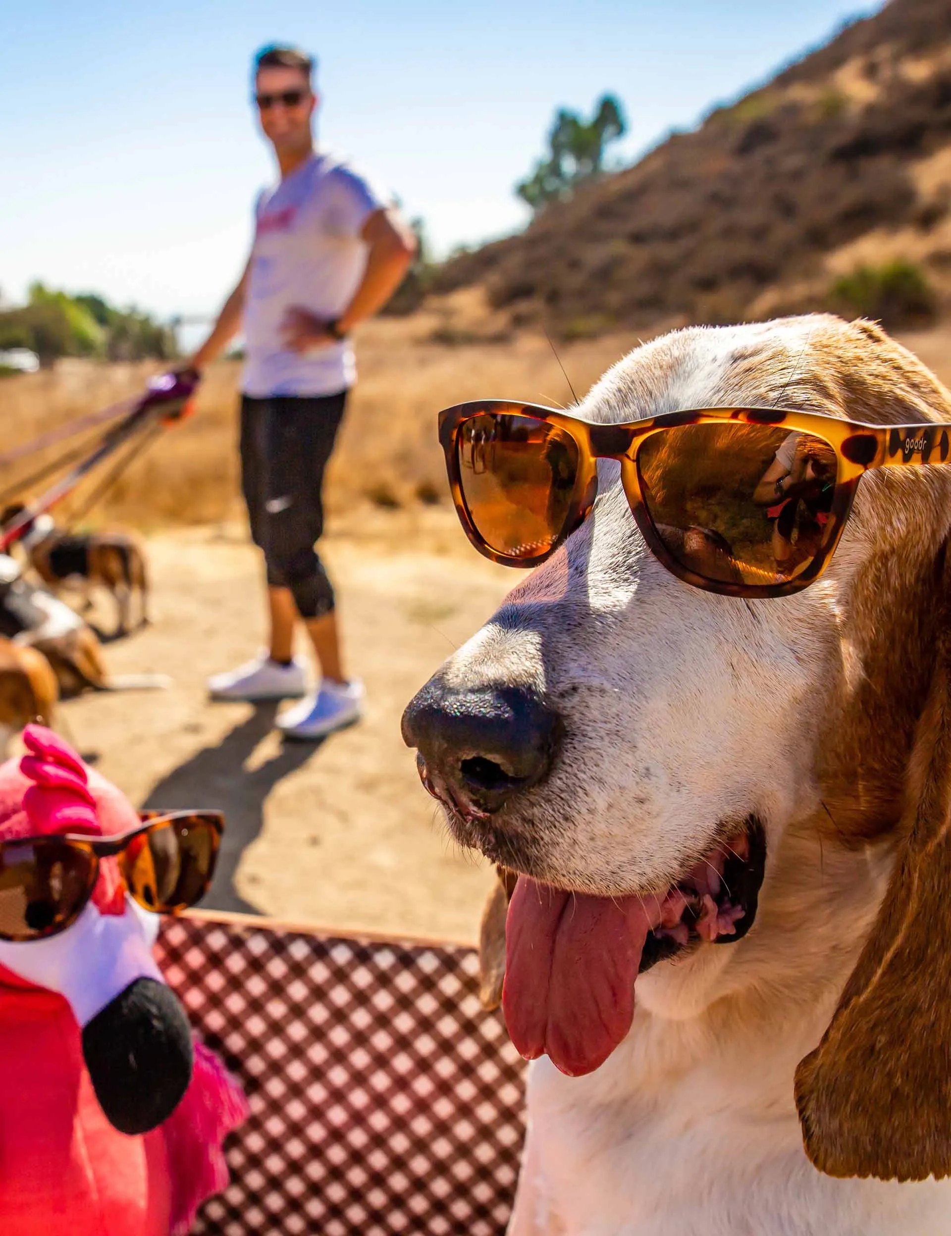 Bosleyâ€™s Basset Hound Dreams - Black