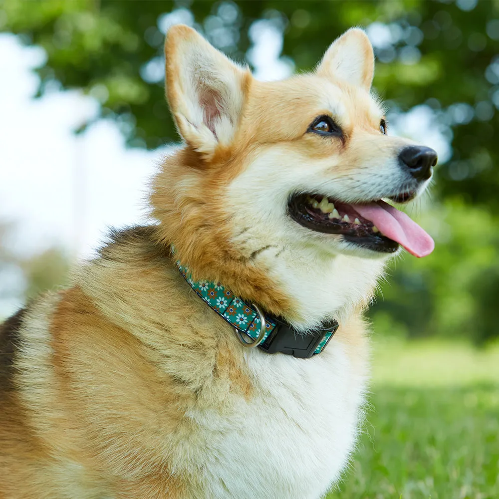 Byward - Dog Collar