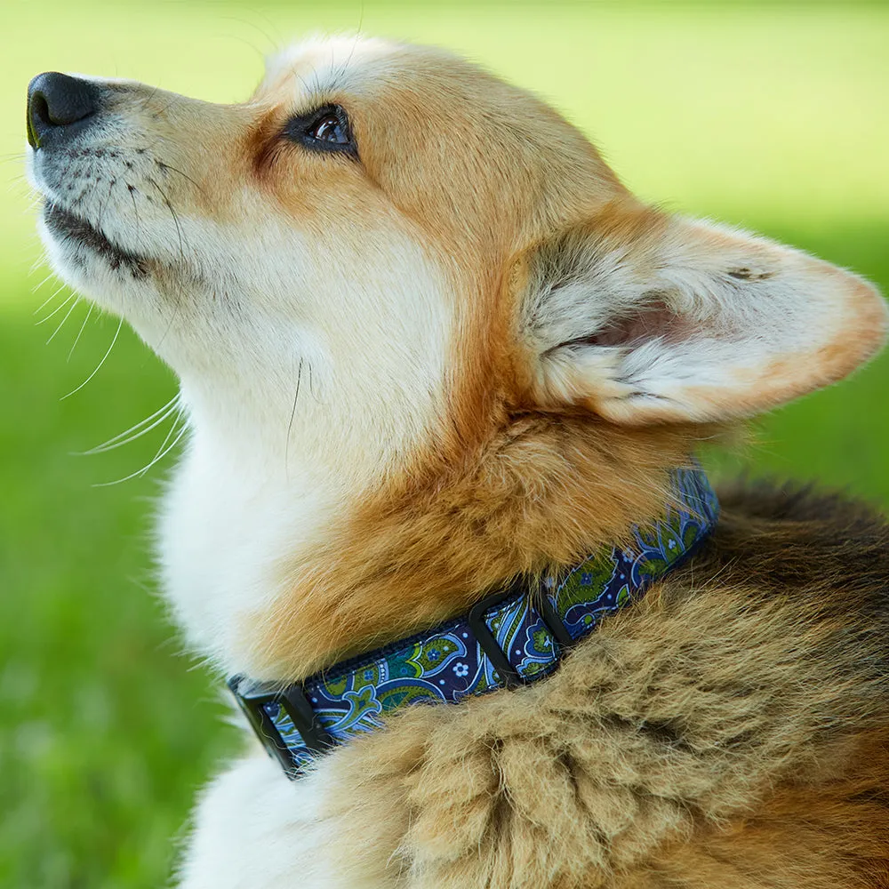 Byward - Dog Collar